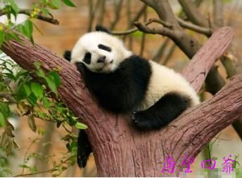 熊猫世界待五百多年变懒散昏睡