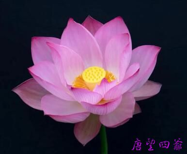 为什么不用别的花？