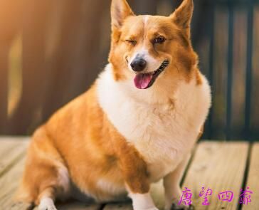 今日一善：找狗趣